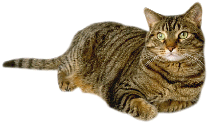 Tabby Cat